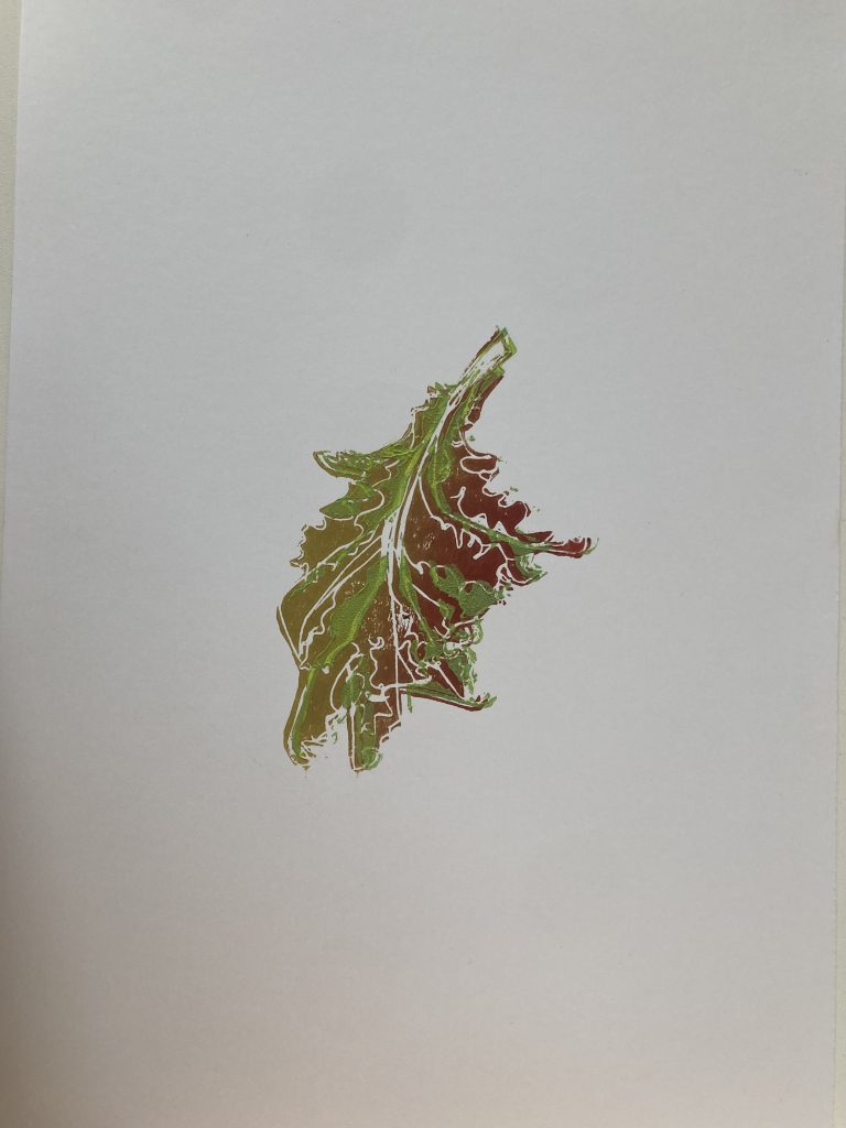 Lettuce Leaf 1